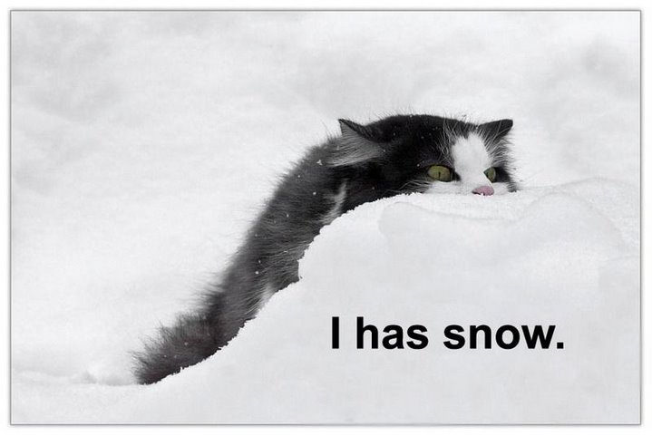 i-has-snow.jpg